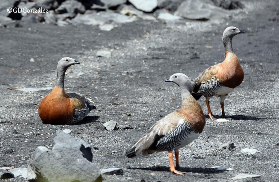 Ashy-headed Goose - ML596163291