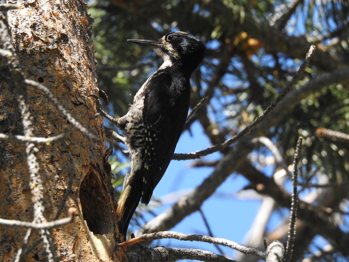 Black-backed Woodpecker - ML596163411