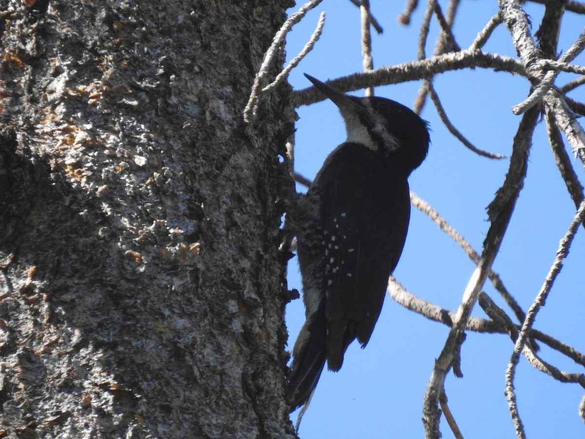 Black-backed Woodpecker - ML596163441