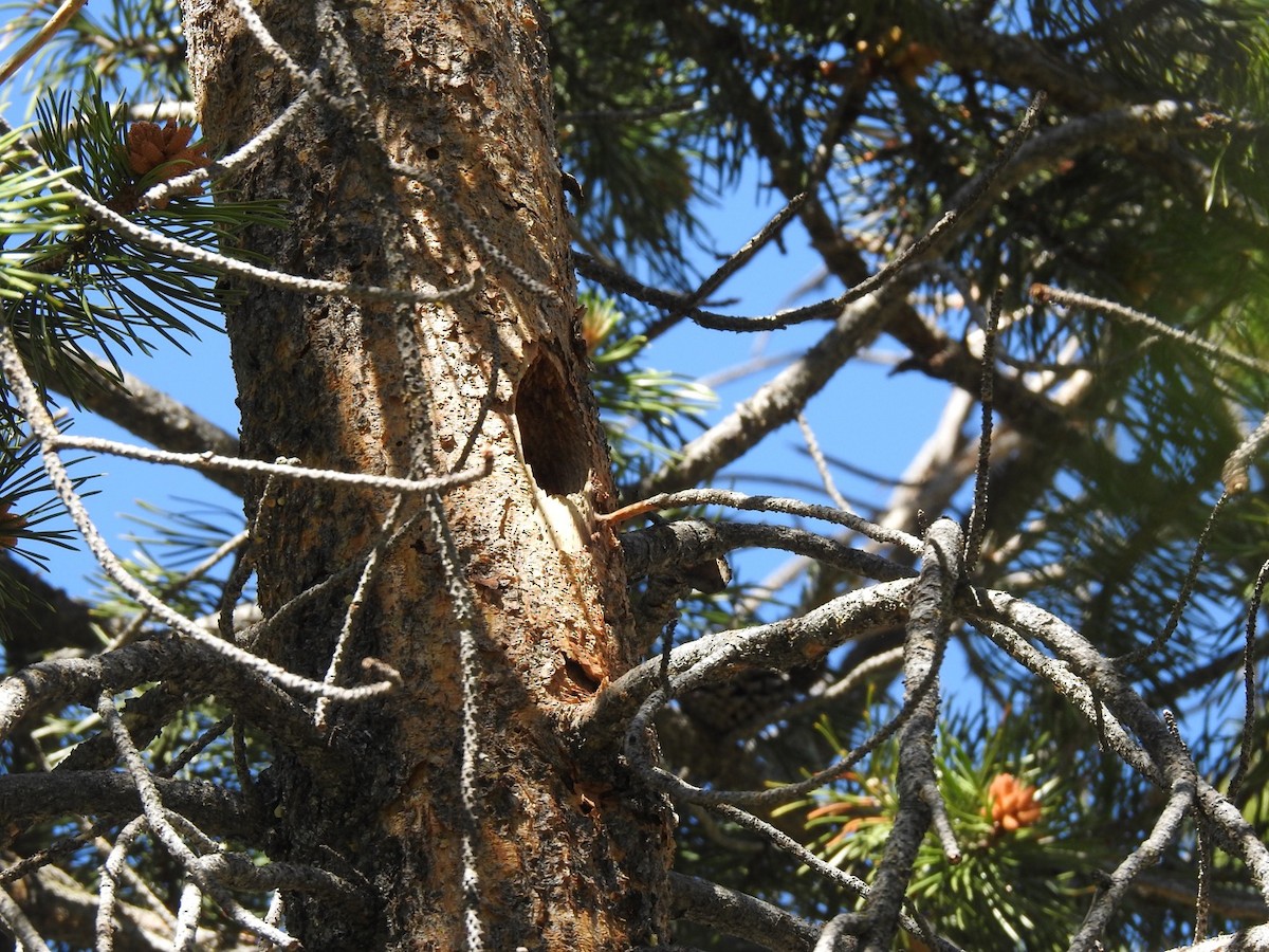 Black-backed Woodpecker - ML596163451