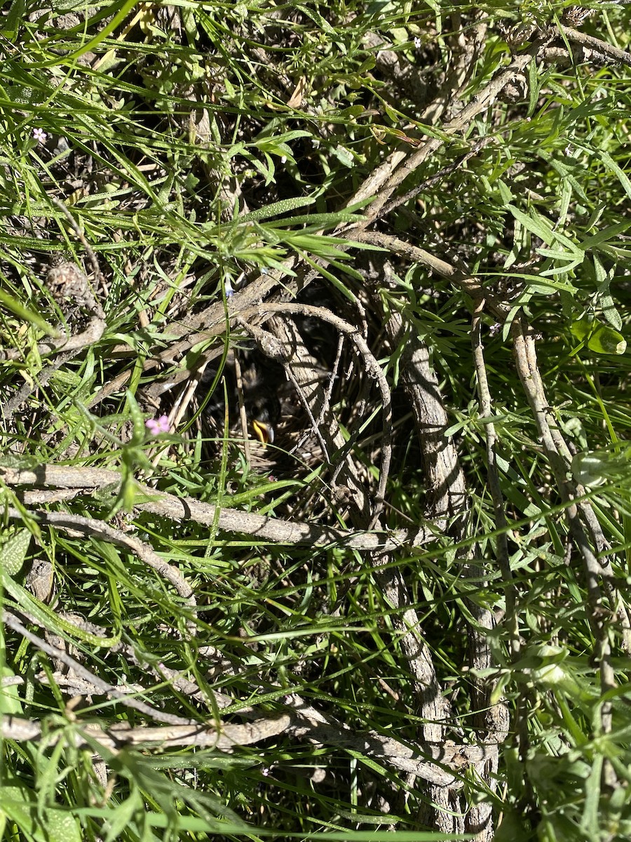 White-crowned Sparrow (oriantha) - ML596163741