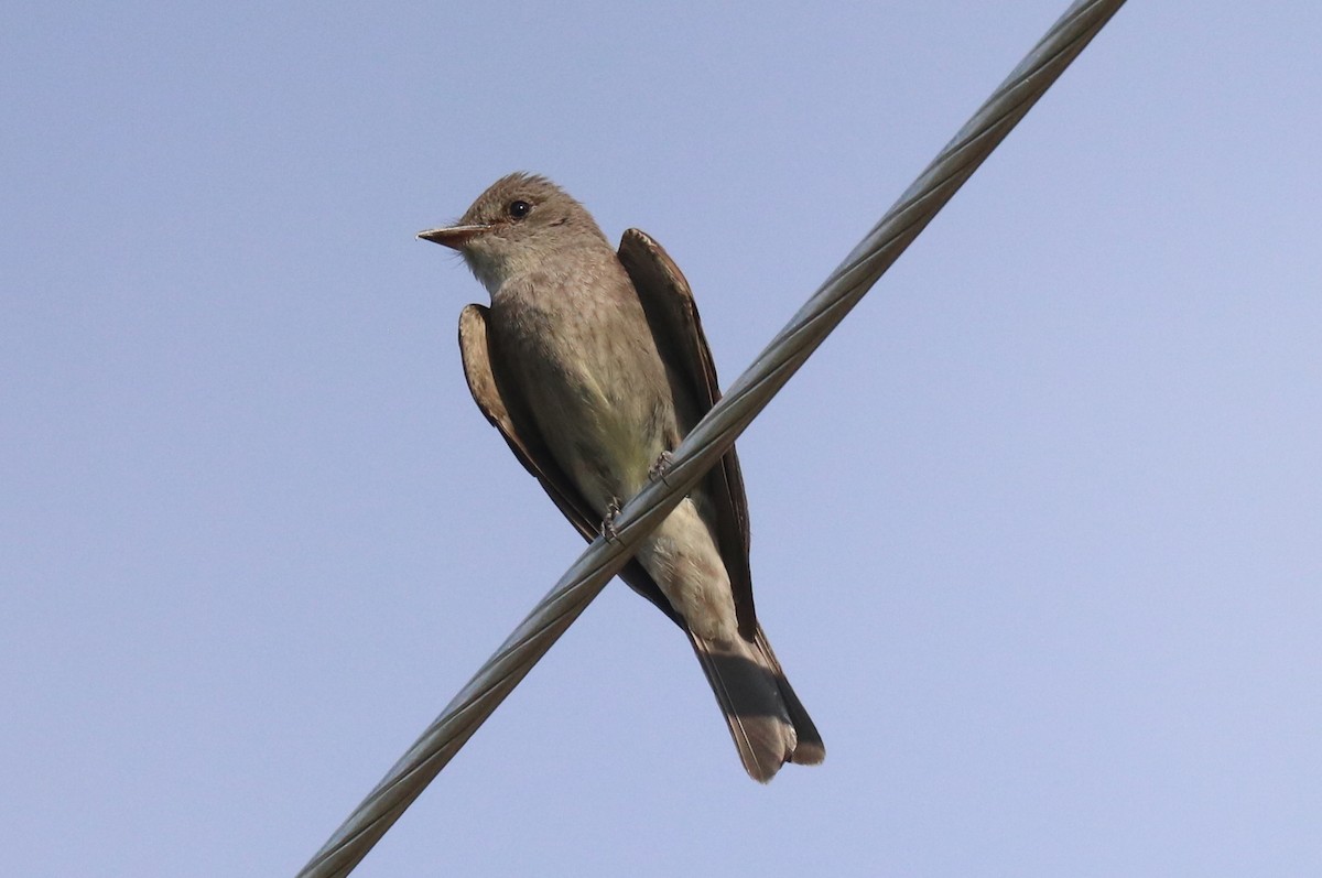 Western Wood-Pewee - ML596163811