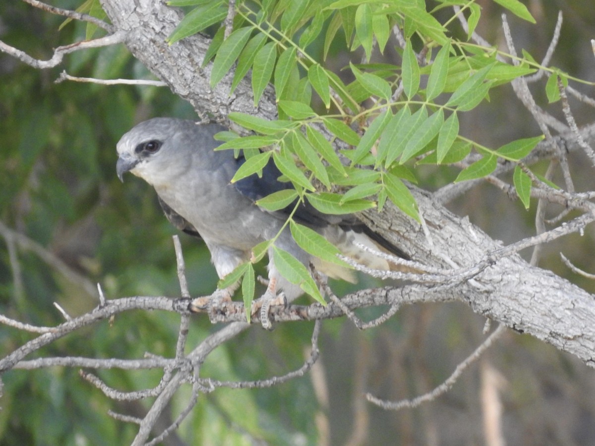 Mississippi Kite - ML596164821