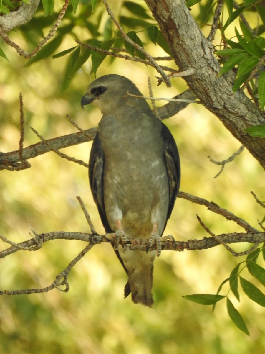 Mississippi Kite - ML596164841