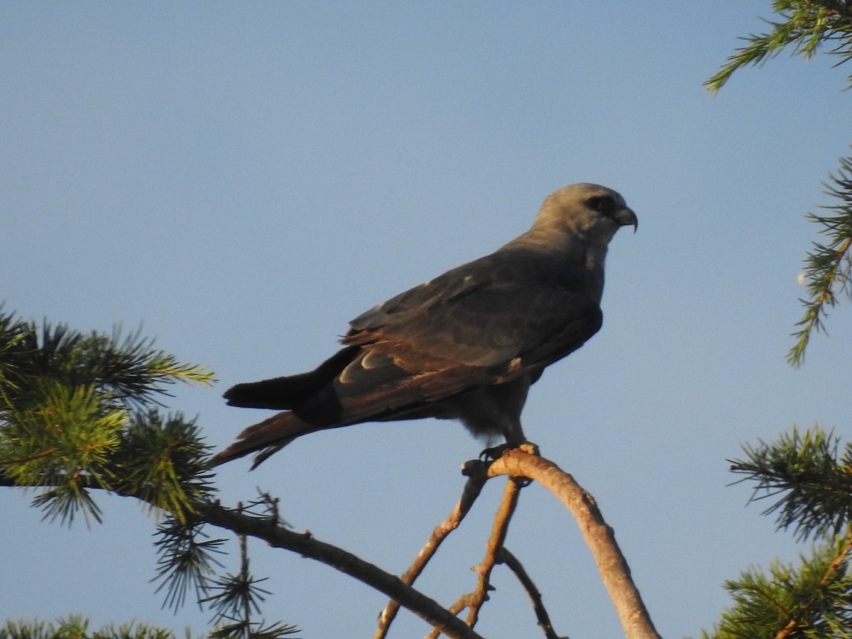 Mississippi Kite - ML596164851