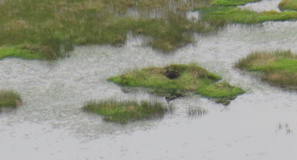 American Black Duck - ML596164961