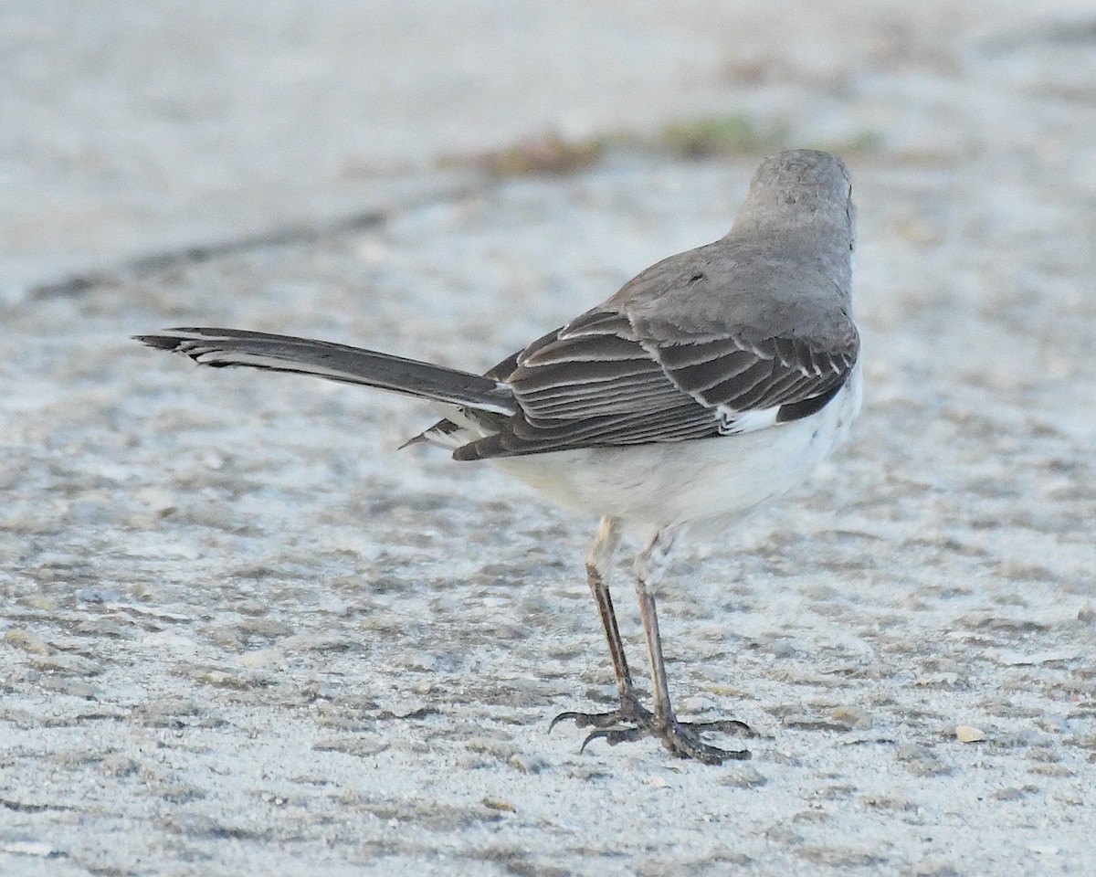 Northern Mockingbird - ML596165931