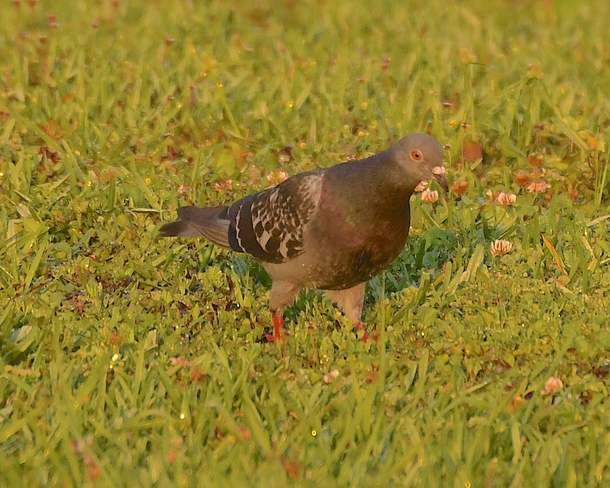 Rock Pigeon (Feral Pigeon) - ML596166181