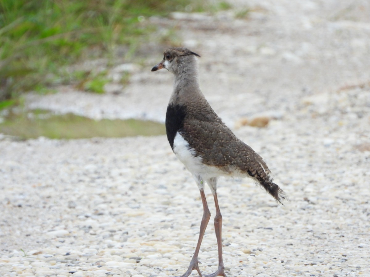 Southern Lapwing - ML596167391