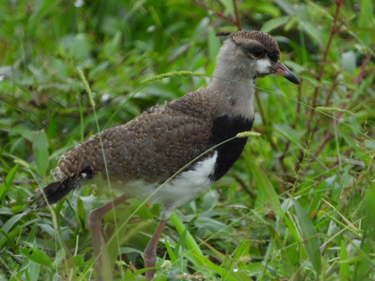 Southern Lapwing - ML596167401