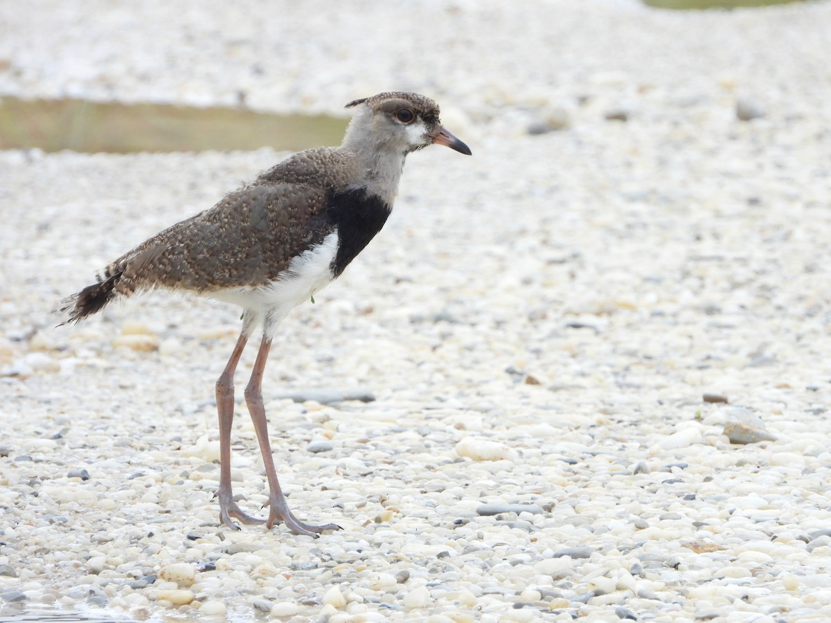 Southern Lapwing - ML596167421