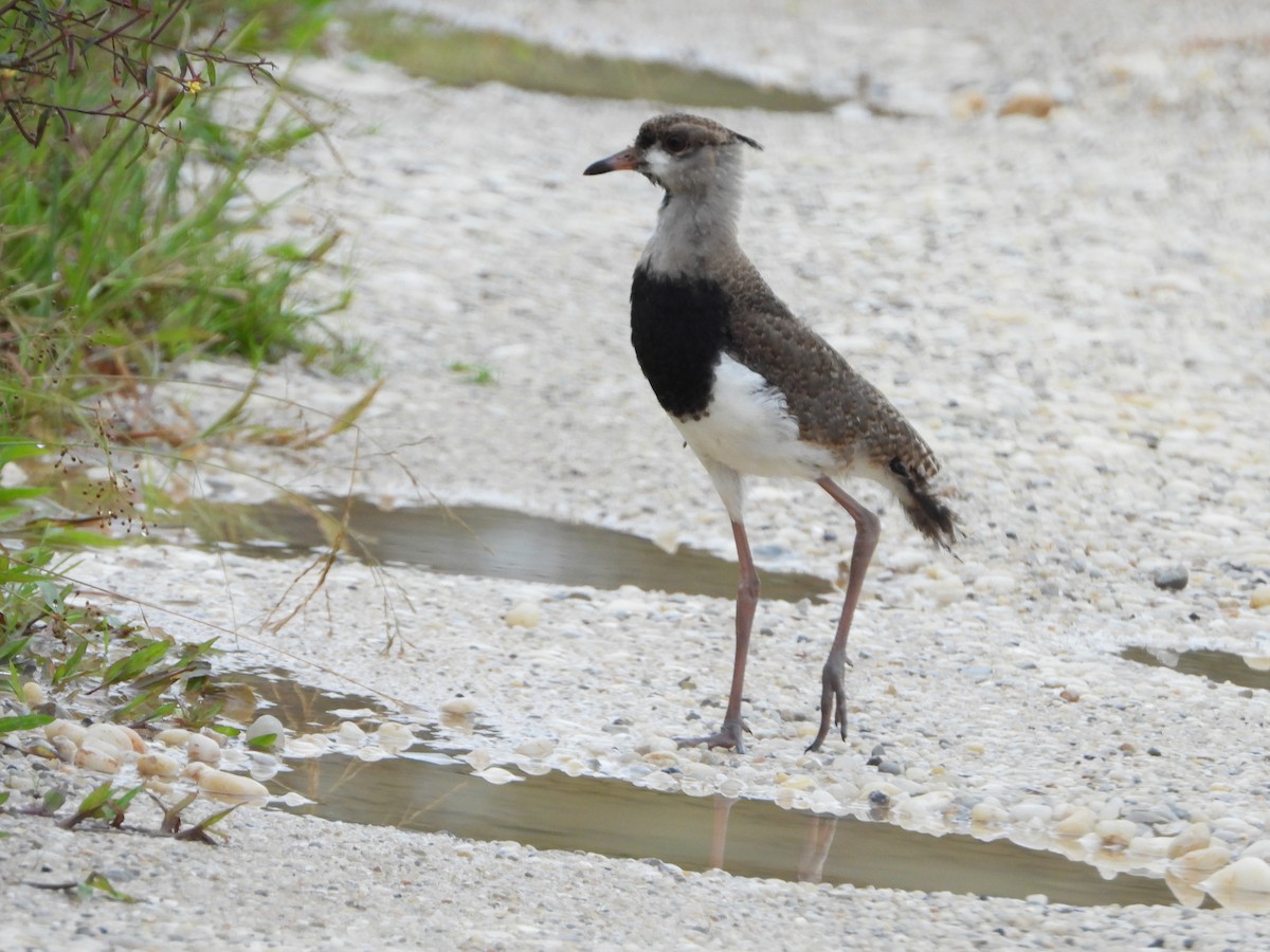 Southern Lapwing - ML596167431