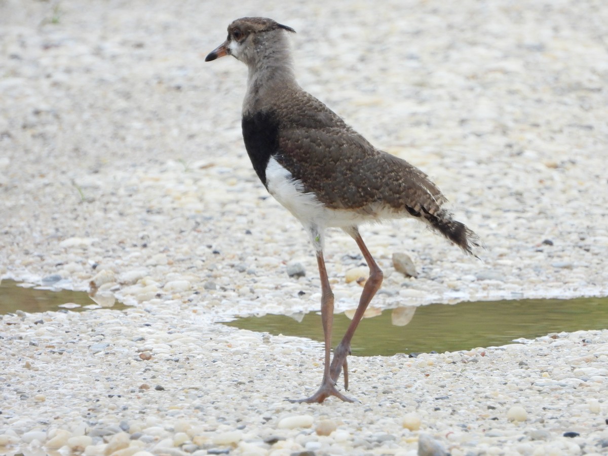 Southern Lapwing - ML596167441