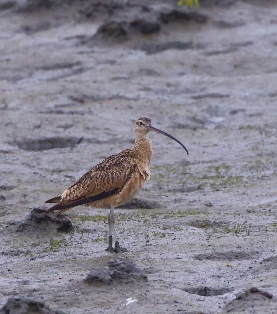 Long-billed Curlew - ML596167811