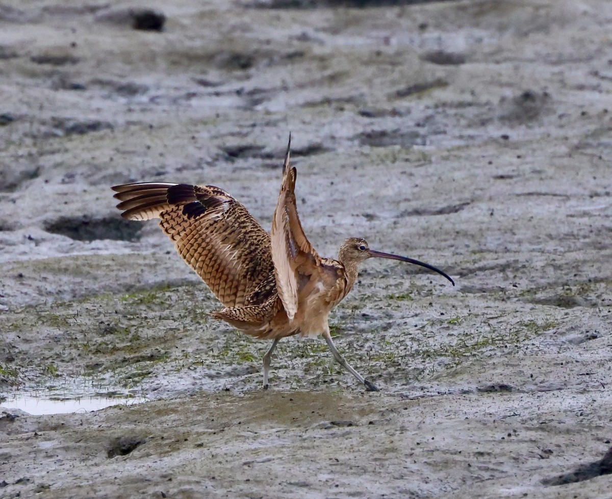 Long-billed Curlew - ML596167821