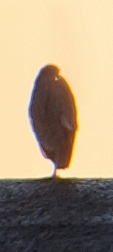Black-crowned Night Heron - ML596168301
