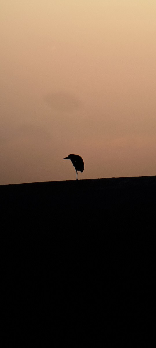 Black-crowned Night Heron - ML596168401