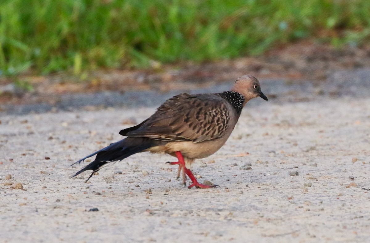 Spotted Dove - ML596168611