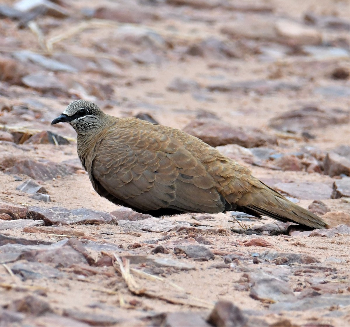 White-quilled Rock-Pigeon - Nicholas Talbot