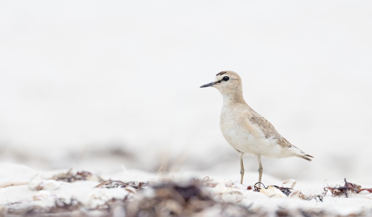 Mountain Plover - ML596169611