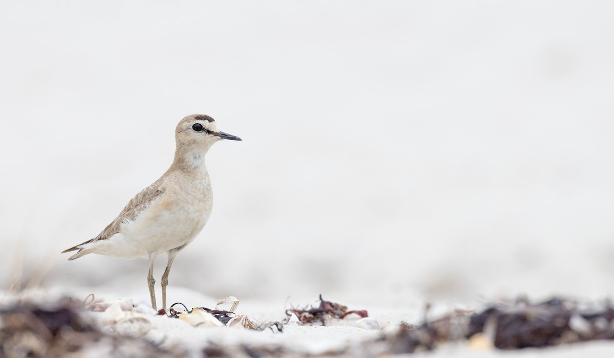 Mountain Plover - ML596169621