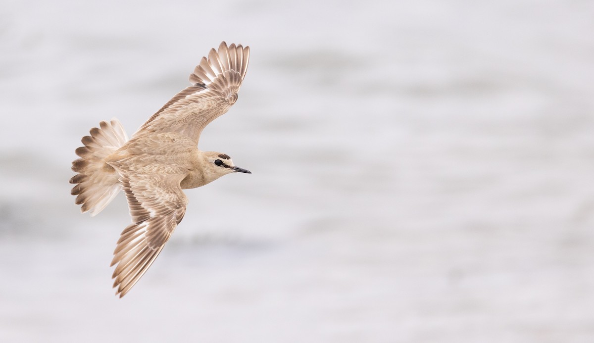 Mountain Plover - ML596169631