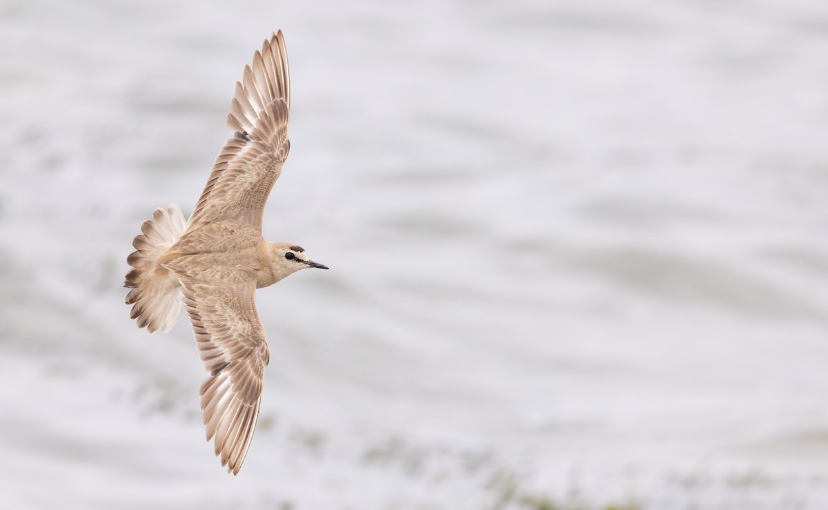 Mountain Plover - ML596169651