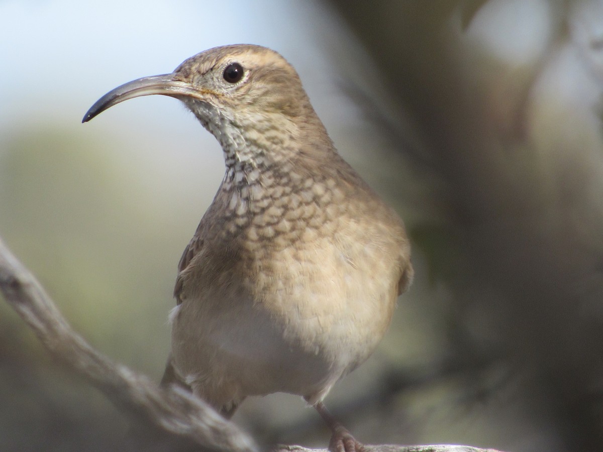 Scale-throated Earthcreeper - ML596170141