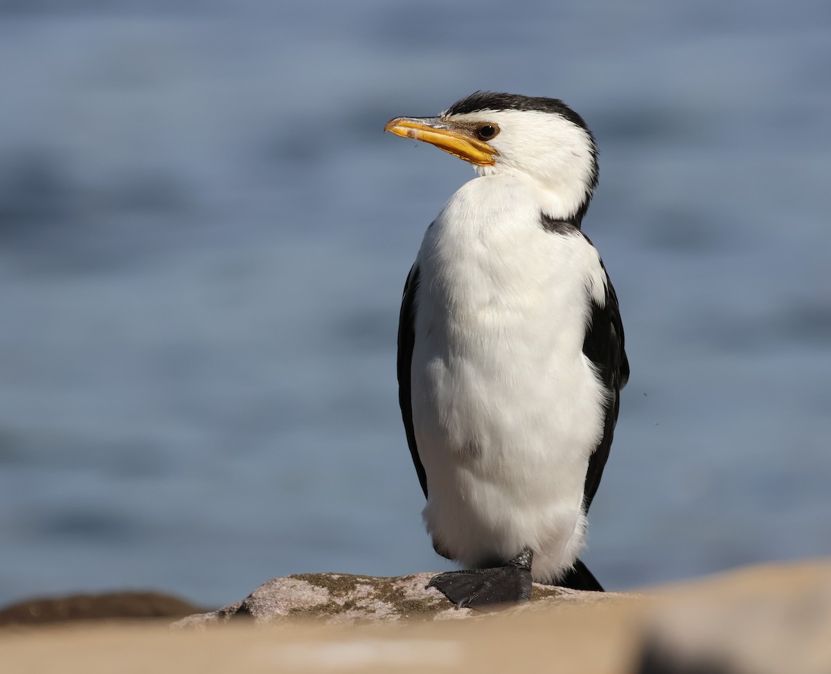 Little Pied Cormorant - ML596170571