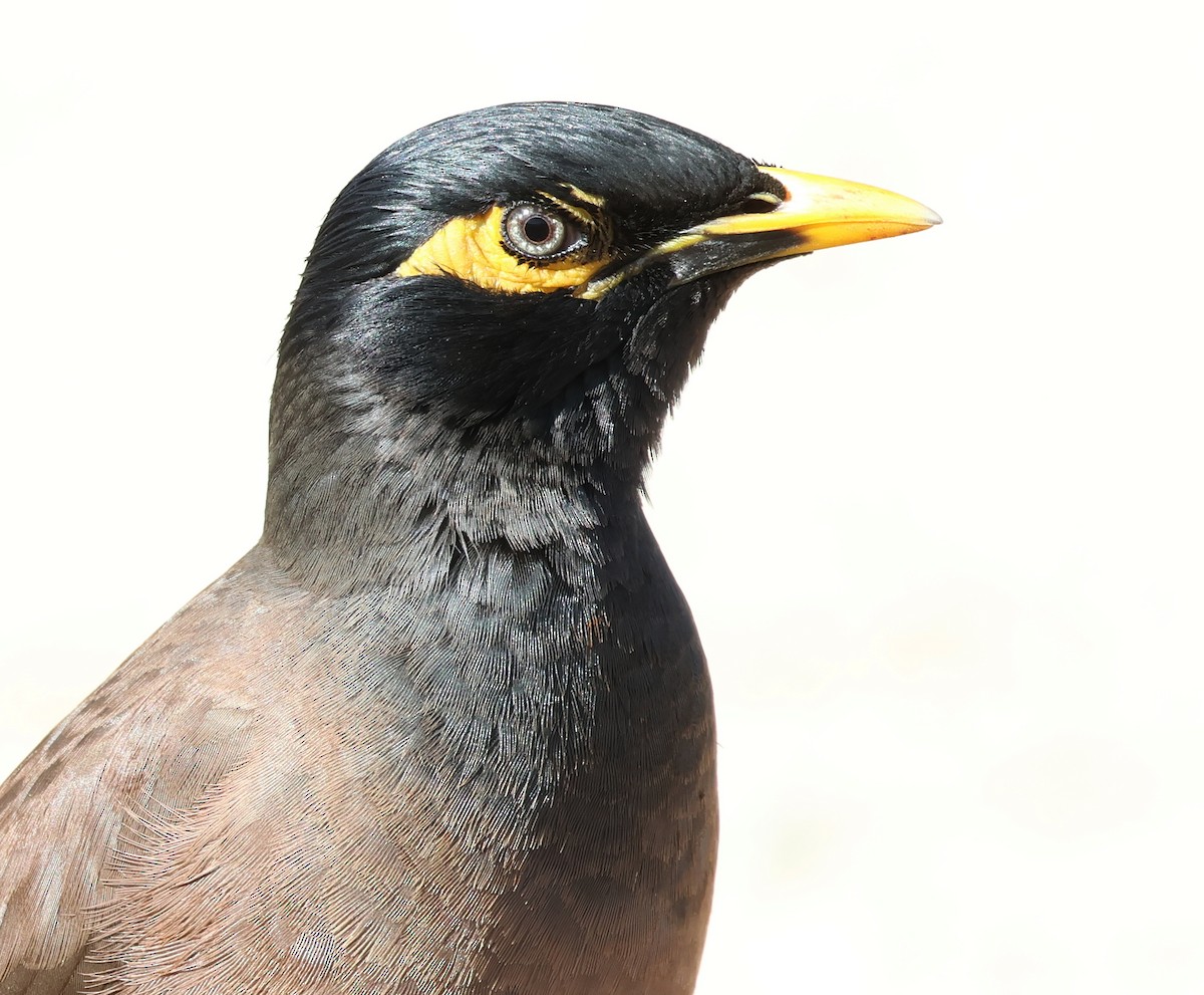 Common Myna - ML596170581