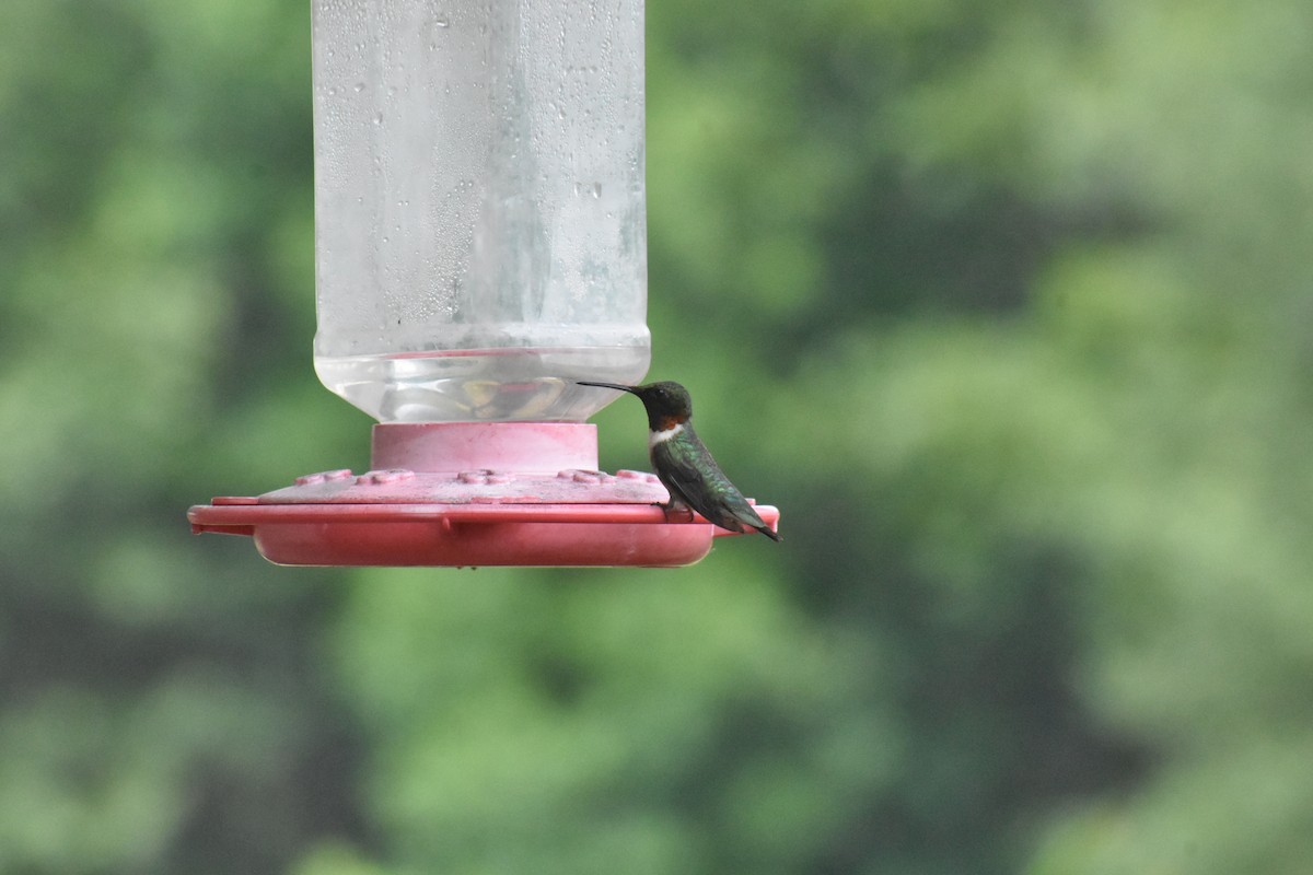 Ruby-throated Hummingbird - ML596171431