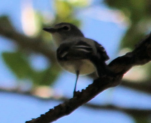 Plumbeous Vireo - ML59617161