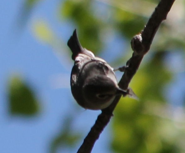 Plumbeous Vireo - ML59617171
