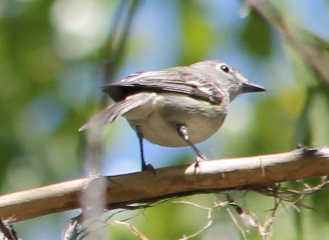 Plumbeous Vireo - ML59617181
