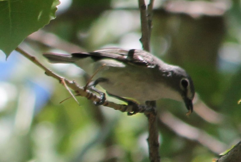Plumbeous Vireo - ML59617191
