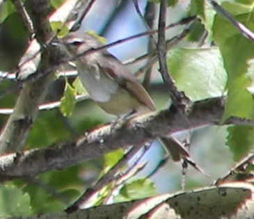 Warbling Vireo - ML59617211