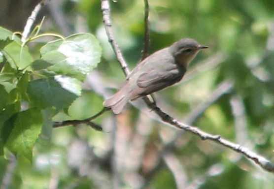 Warbling Vireo - ML59617221