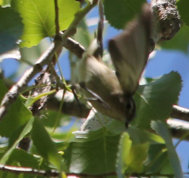 Warbling Vireo - ML59617231