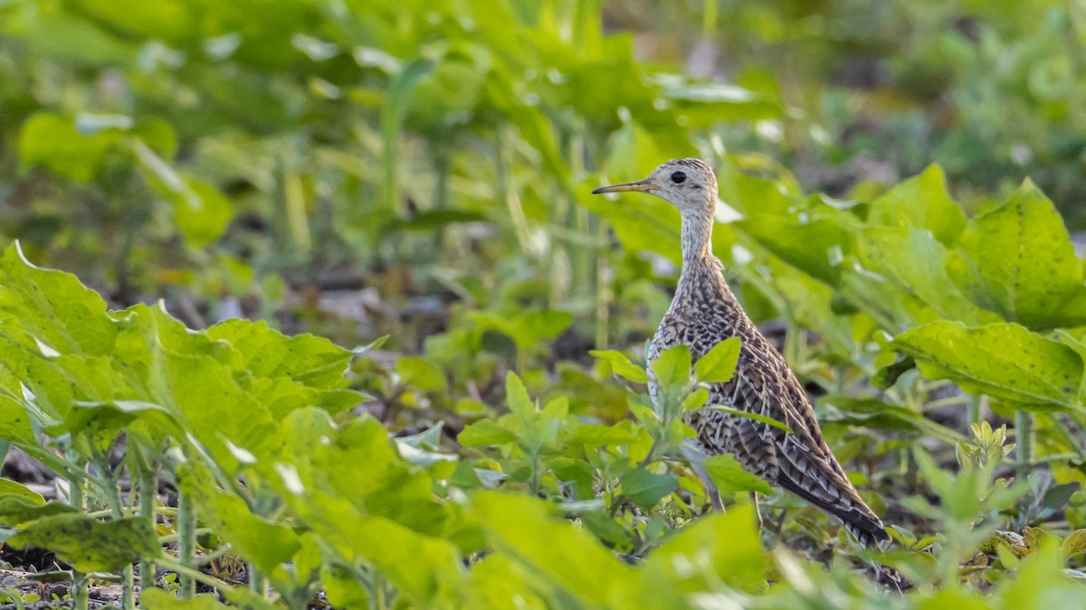 Upland Sandpiper - Matthew Zeitler