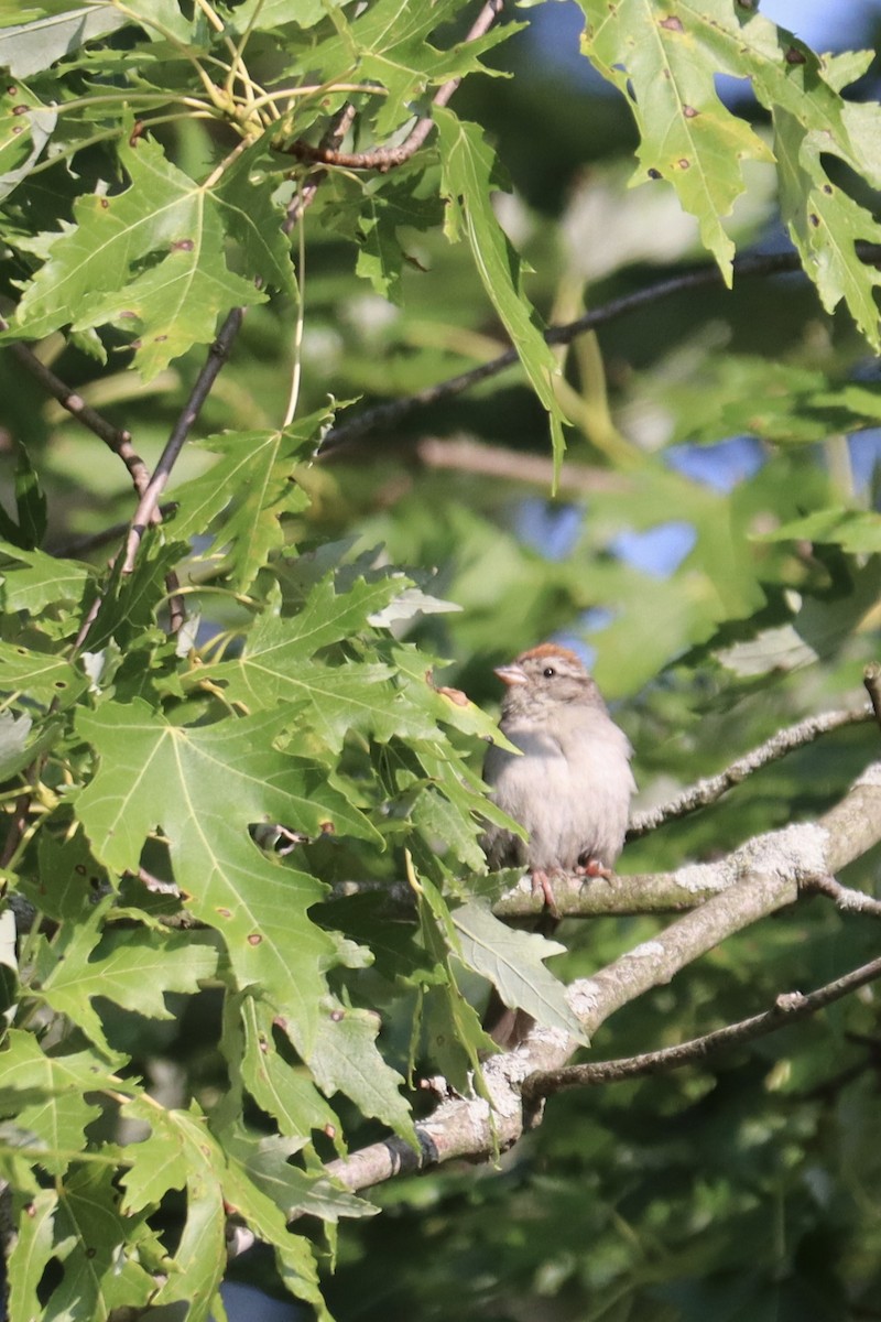 Chipping Sparrow - ML596172731