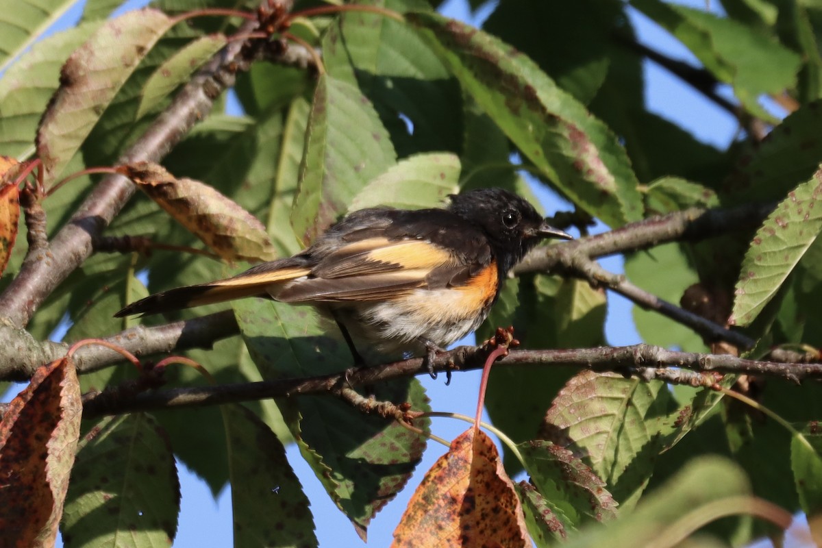 American Redstart - ML596173011