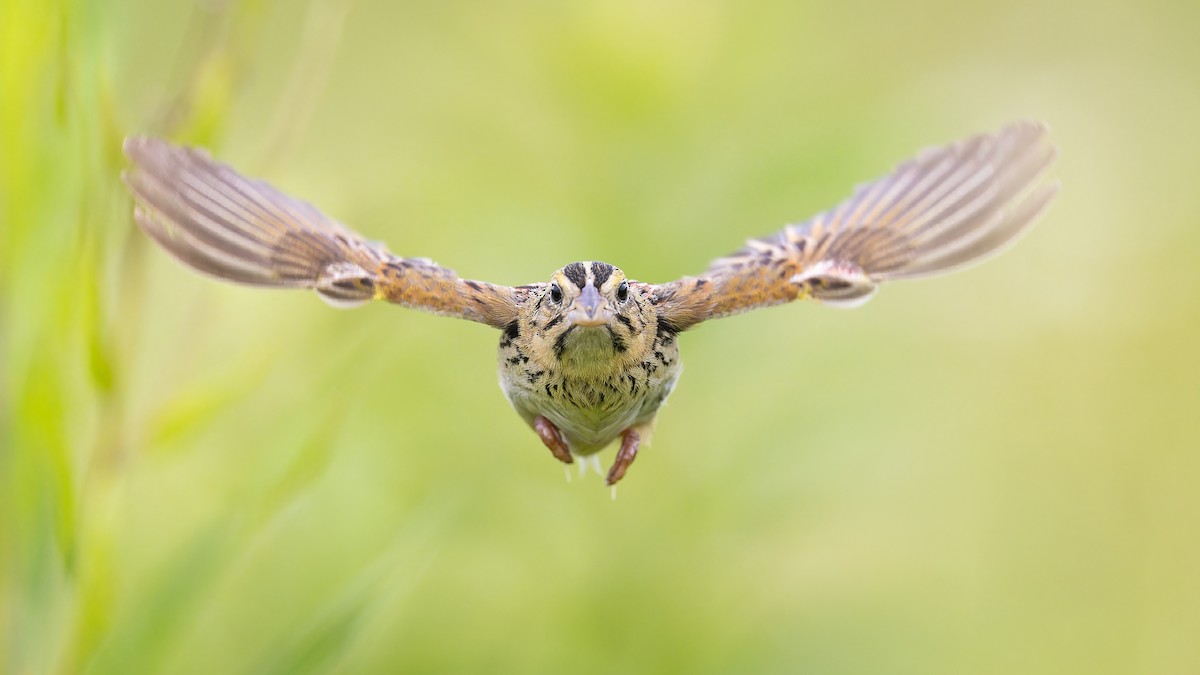 Henslow's Sparrow - ML596173251