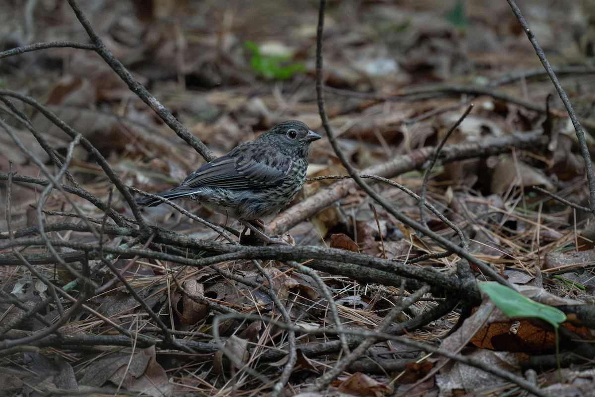 Dark-eyed Junco - Ian Campbell