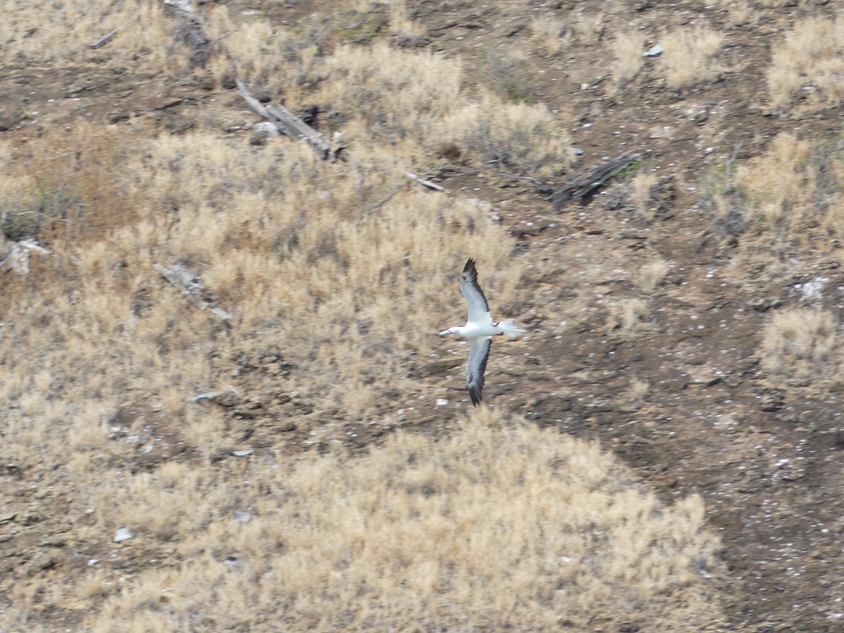 Red-footed Booby - ML596173431