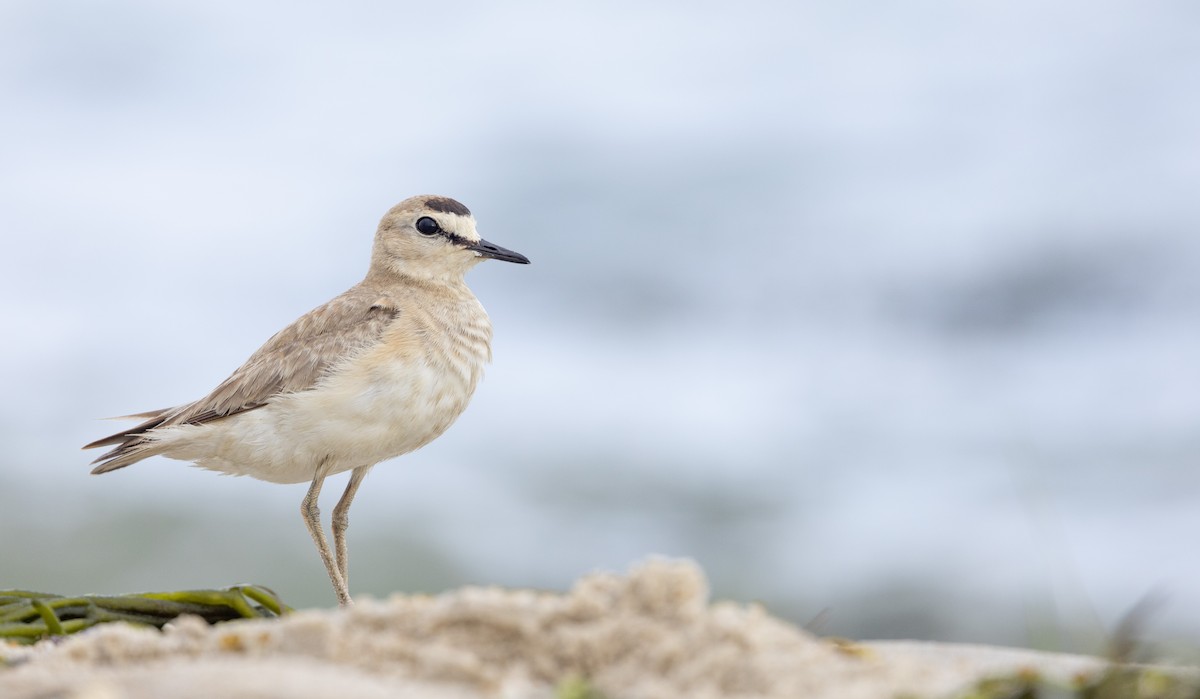 Mountain Plover - ML596174151