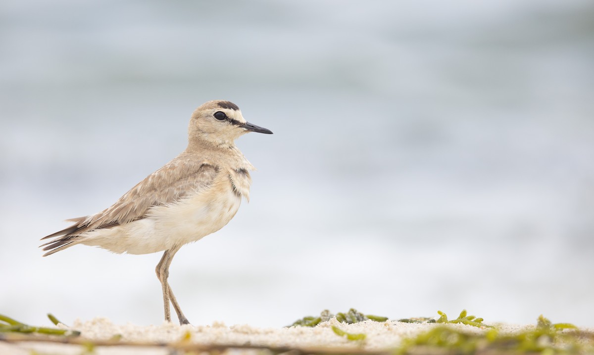 Mountain Plover - ML596174181