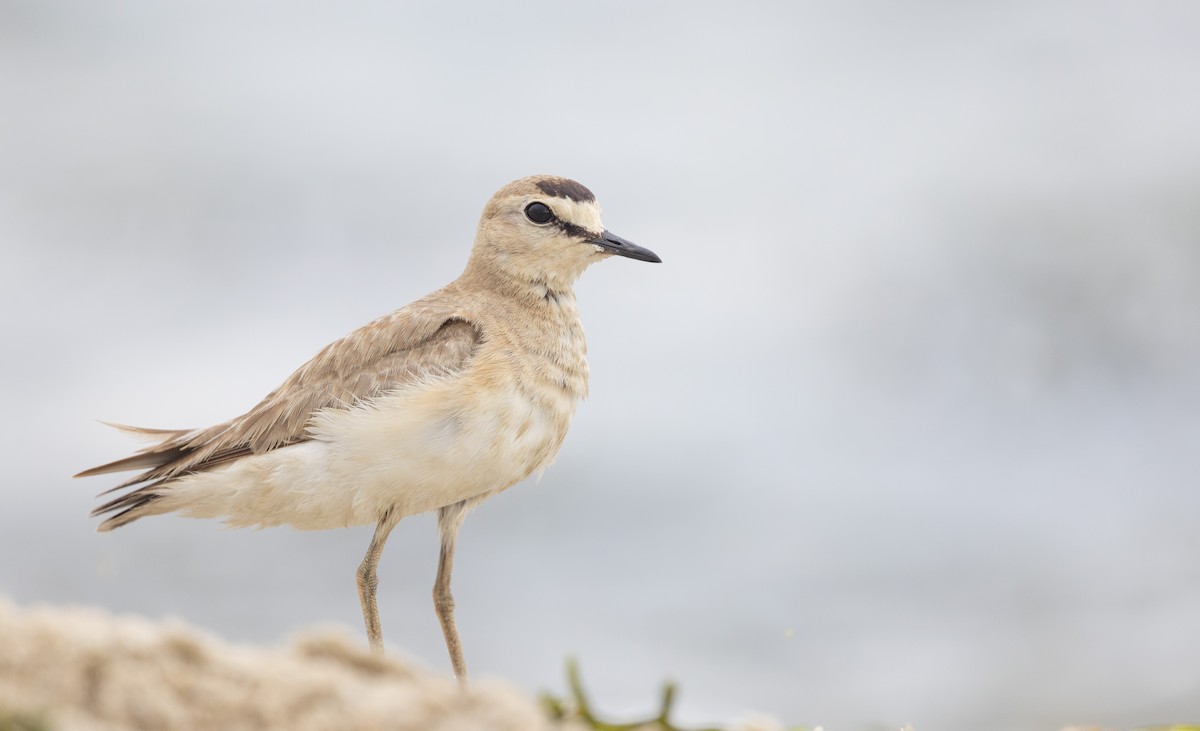 Mountain Plover - ML596174191