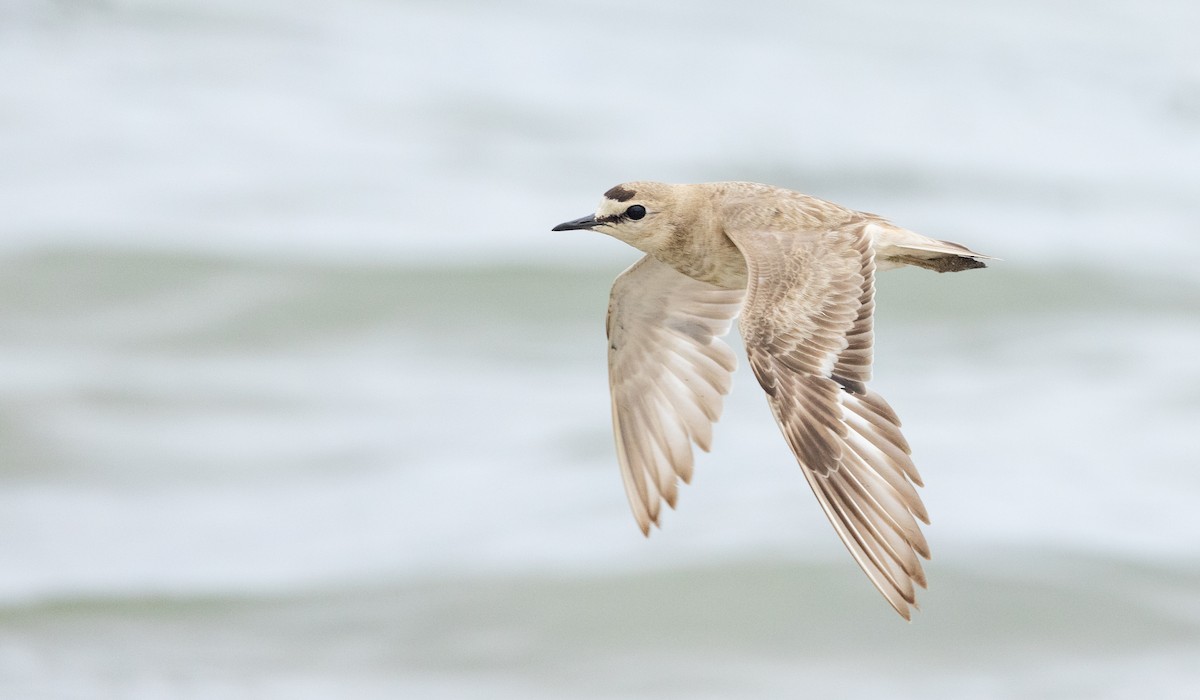 Mountain Plover - ML596174201