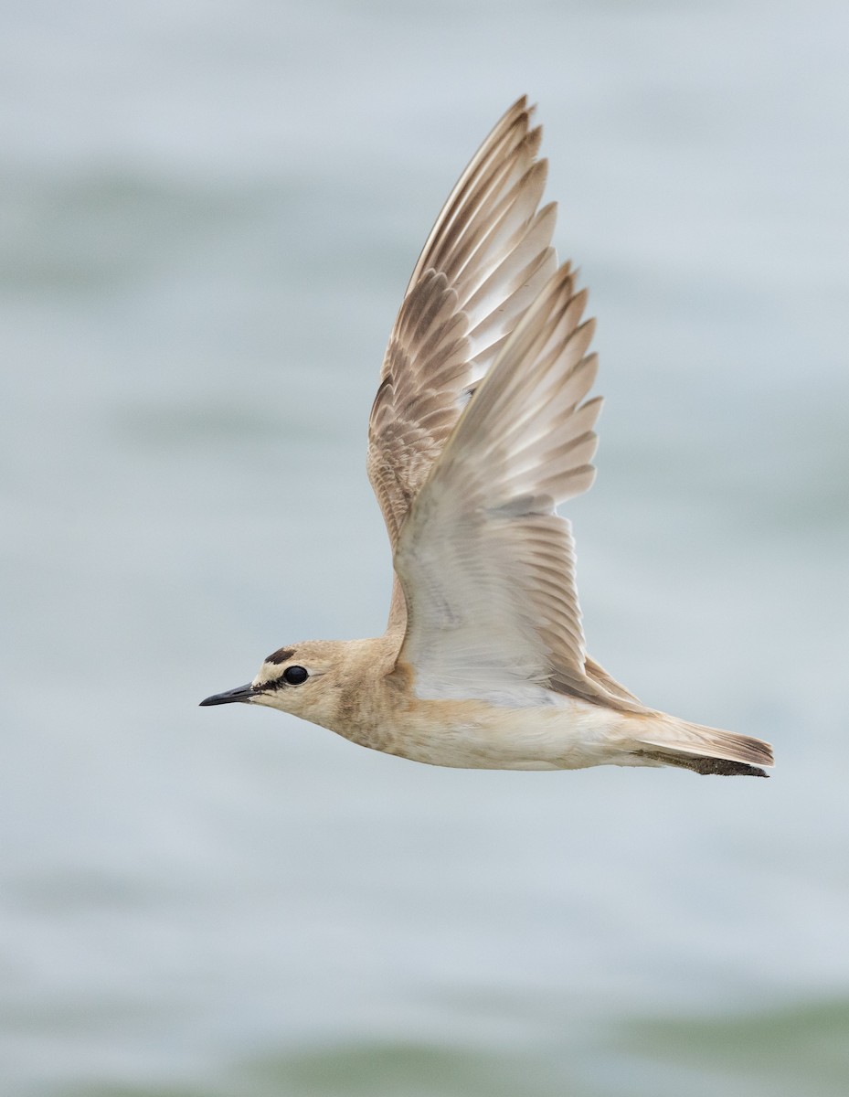 Mountain Plover - ML596174211