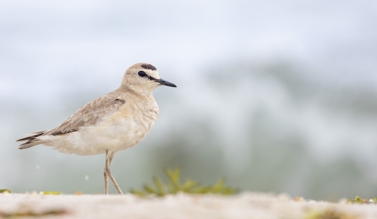 Mountain Plover - ML596174221